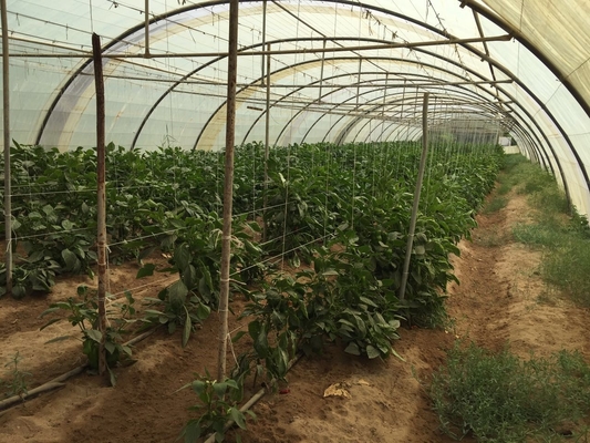 Fibrillated Polypropylene Twine High Tenacity For Industry And Agricultrue