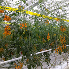 Thread Packing 1200m/Kg 1500m/Kg Polypropylene Tomato Twine UV Treated