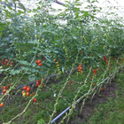 PP White Garden String Tomato Twine In Dispenser Box 6300ft UV Resistance