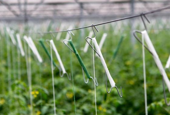 fios para tutoramento fe tomate/ twine for staking tomatoes